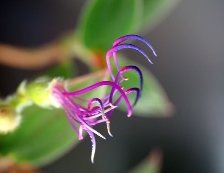 Lila-violettes Pflanzenbild in Form von Tentakeln
